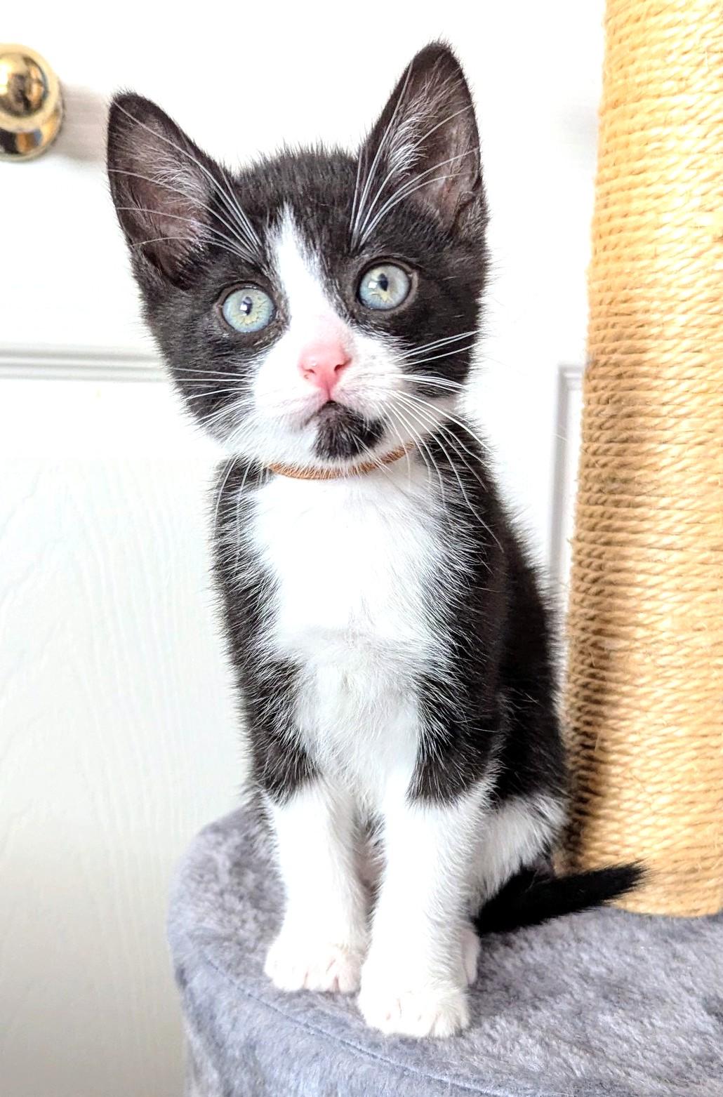 M, Adoptable, Kitten Male Tuxedo.