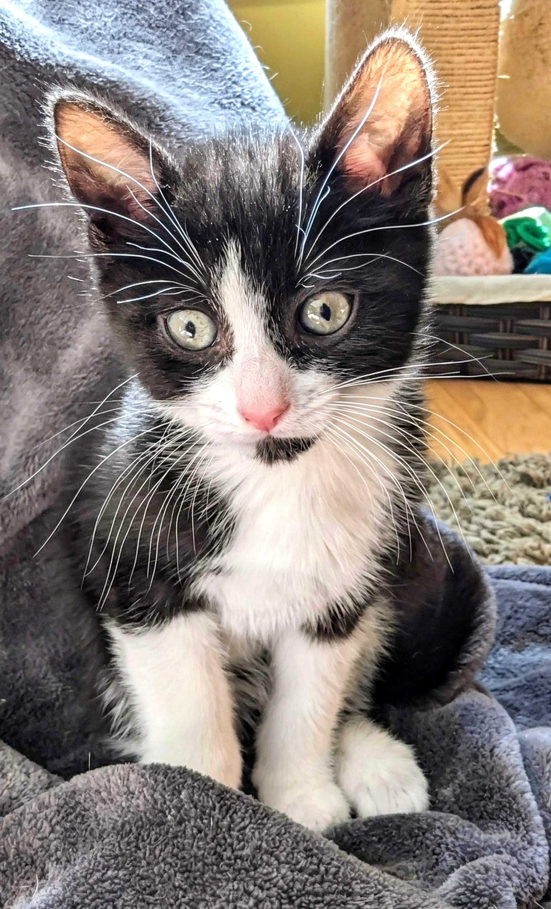 M, a Adoptable Tuxedo in Stoney Creek, ON image 4/5
