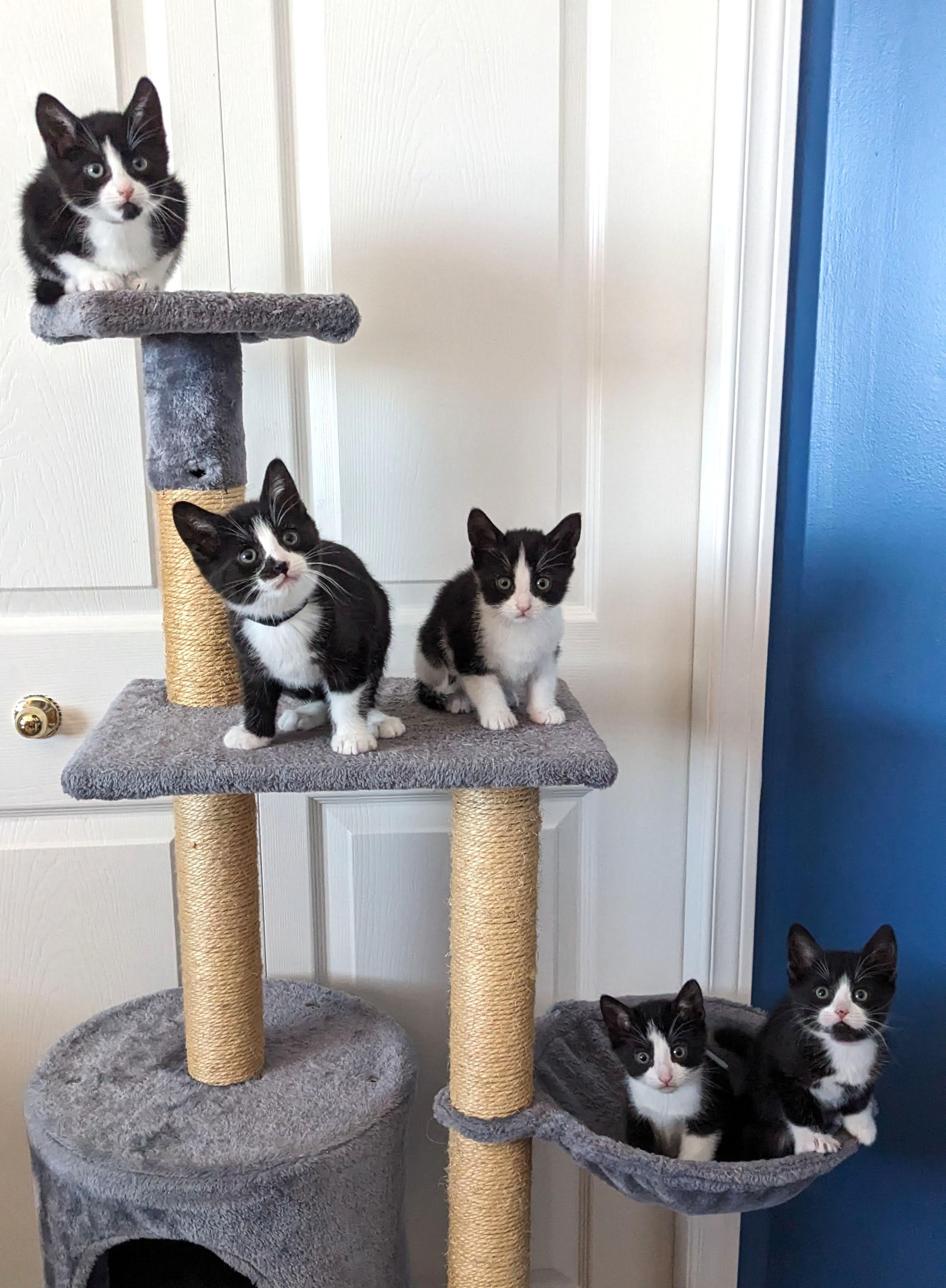 M, a Adoptable Tuxedo in Stoney Creek, ON image 3/5