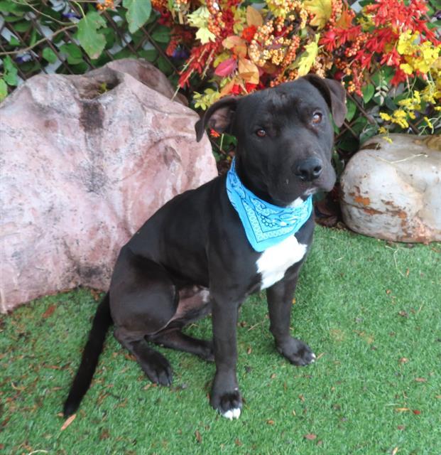 CHARMING, Adoptable, Adult Male Pit Bull Terrier & Mixed Breed.