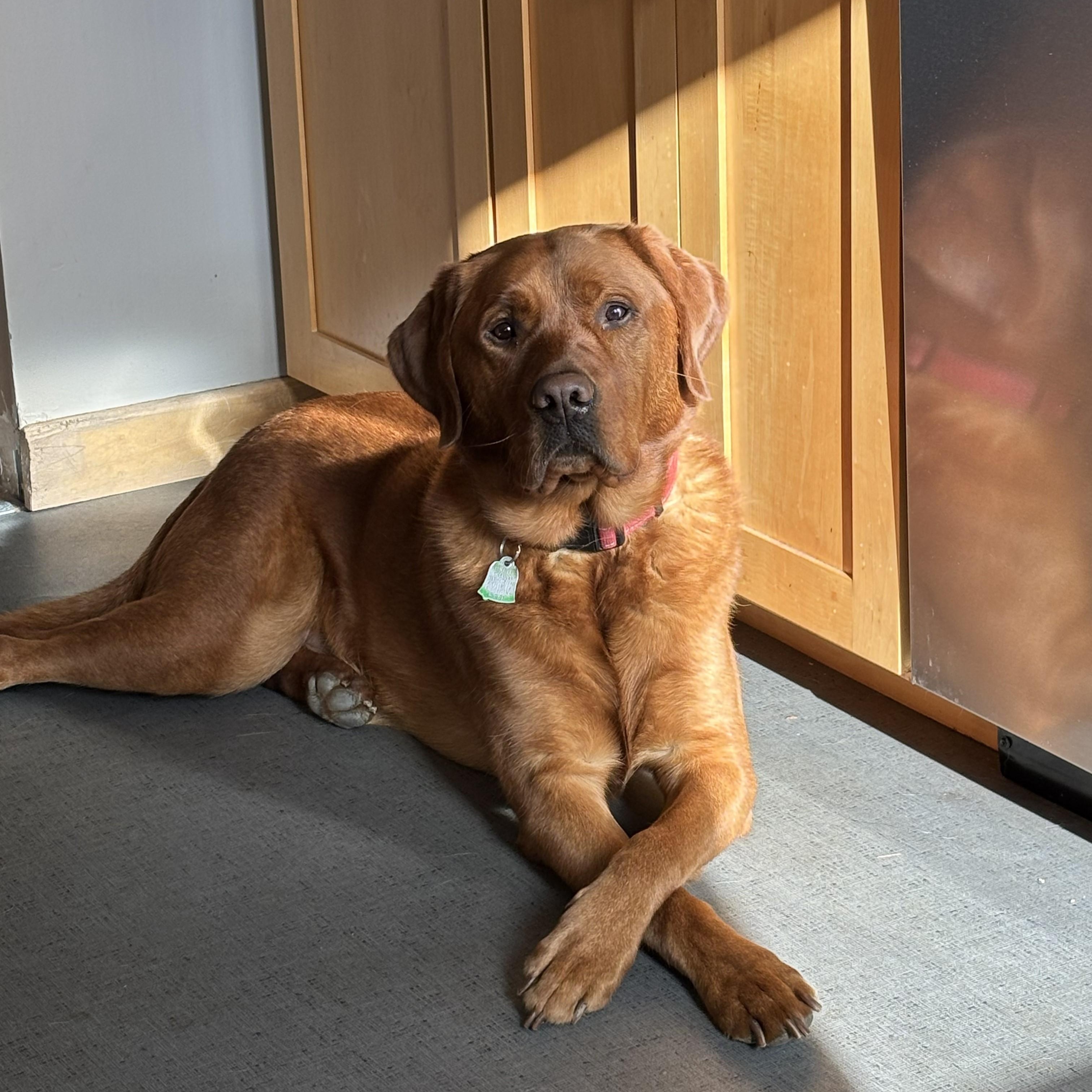 Enlarge Wilson #2, a Adoptable Labrador Retriever in Warrington, PA image 1/6