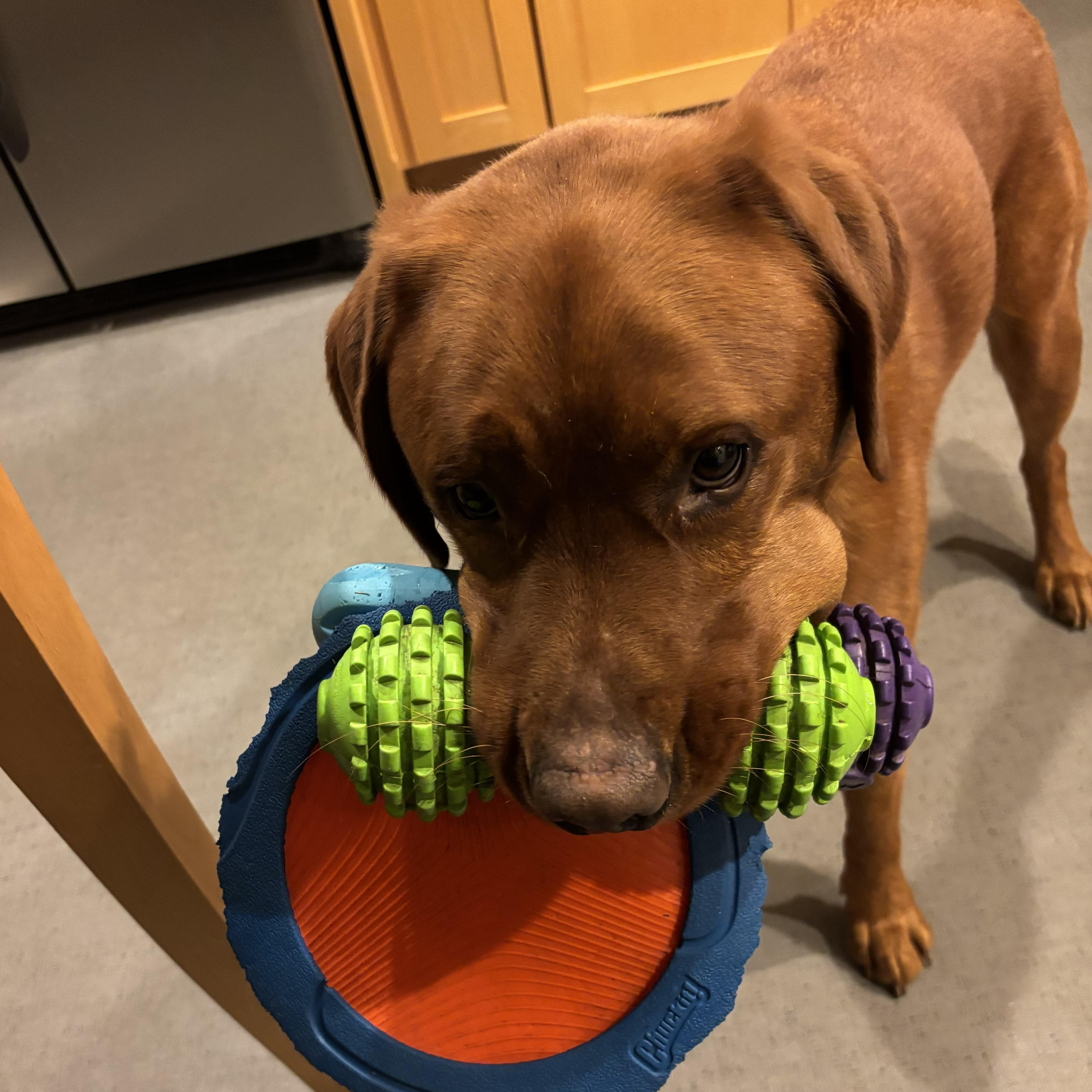 Enlarge Wilson #2, a Adoptable Labrador Retriever in Warrington, PA image 3/6