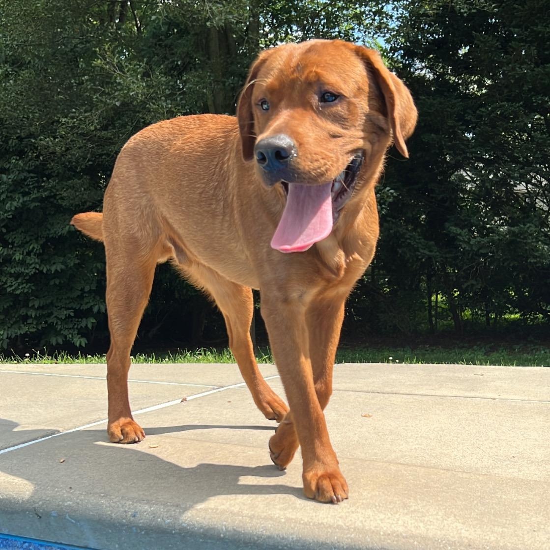Wilson #2, adoptable, Adult Male Labrador Retriever.