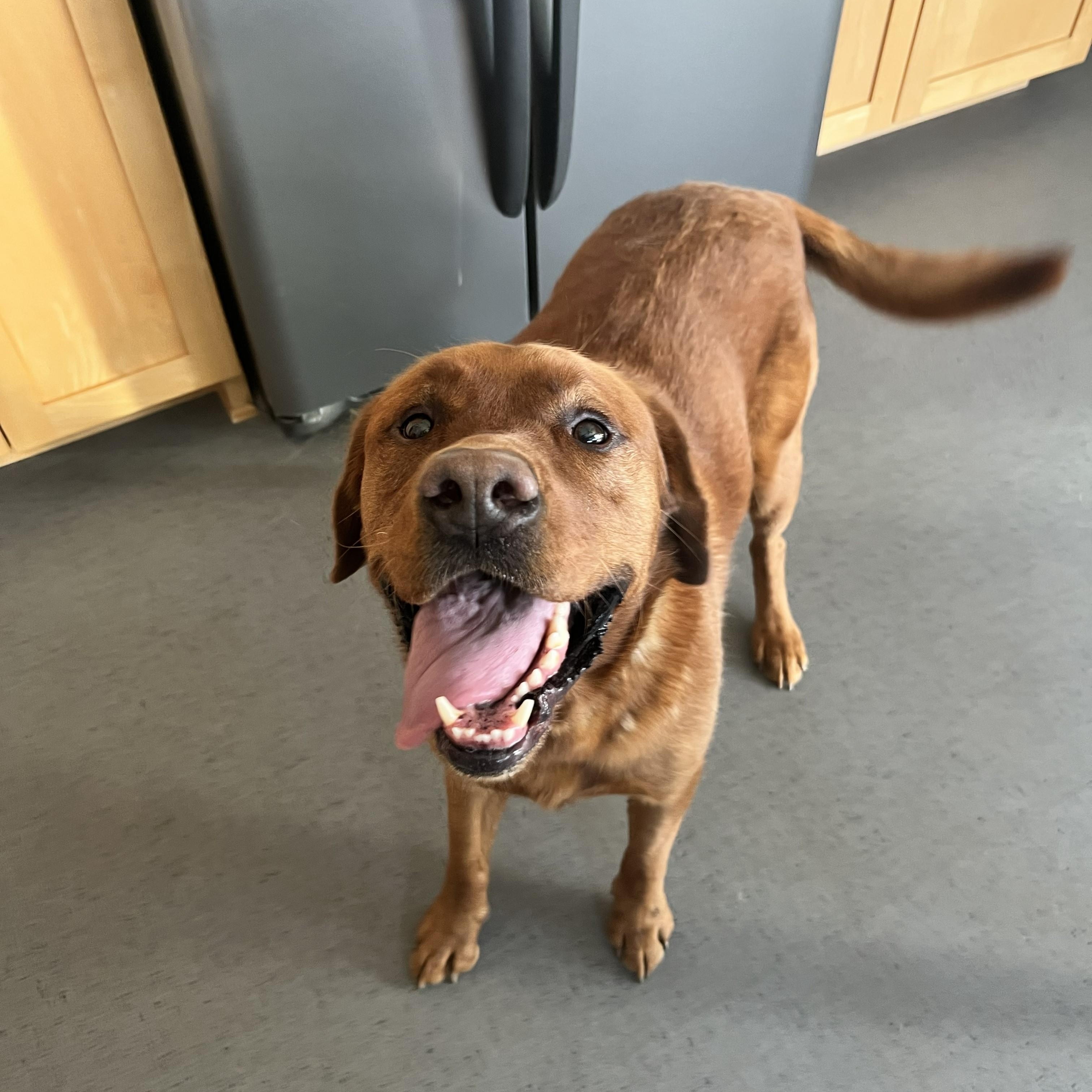 Enlarge Wilson #2, a Adoptable Labrador Retriever in Warrington, PA image 4/6