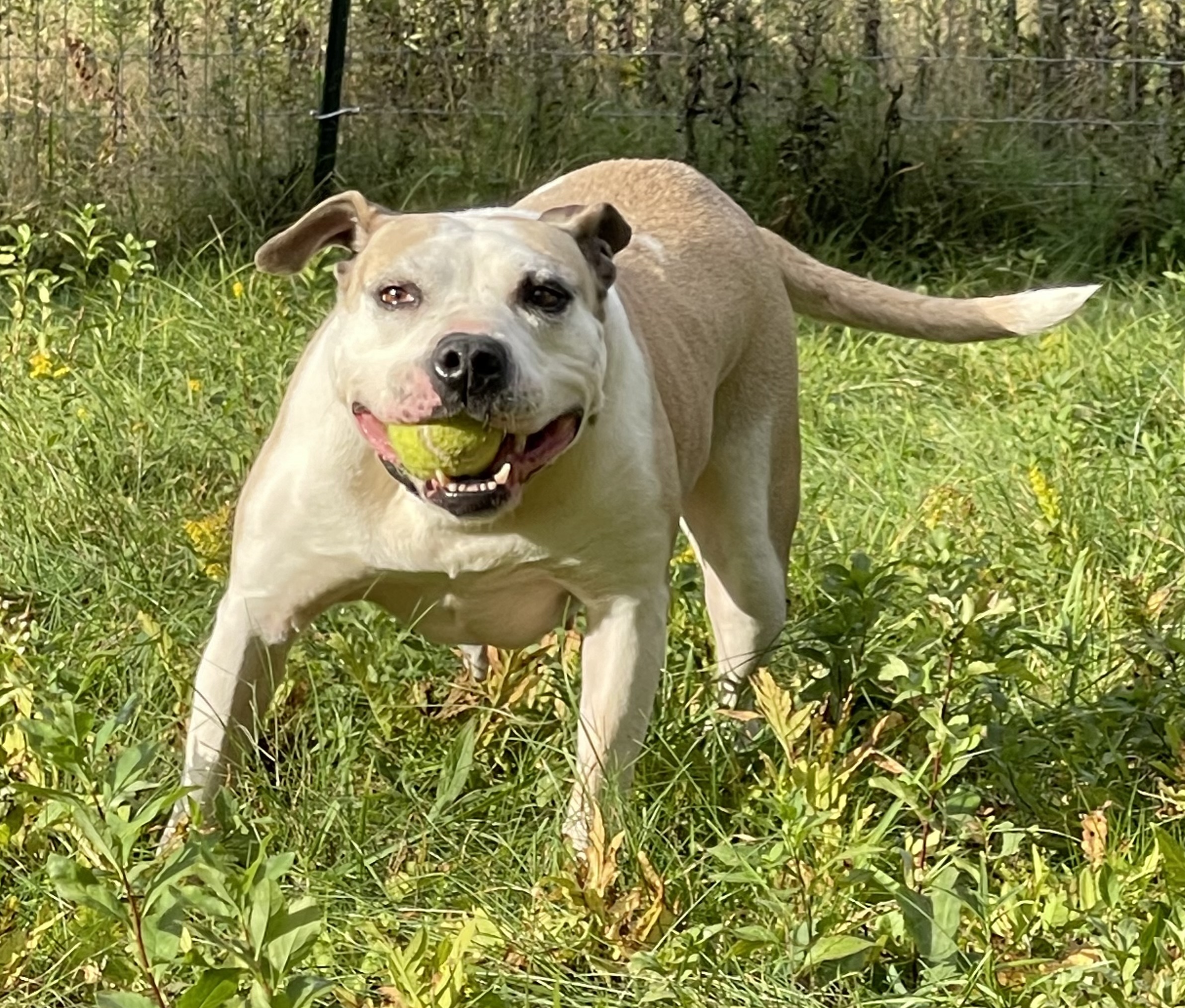 SEPHORA, a Adoptable mixed breed in Morris, NY image 5/12