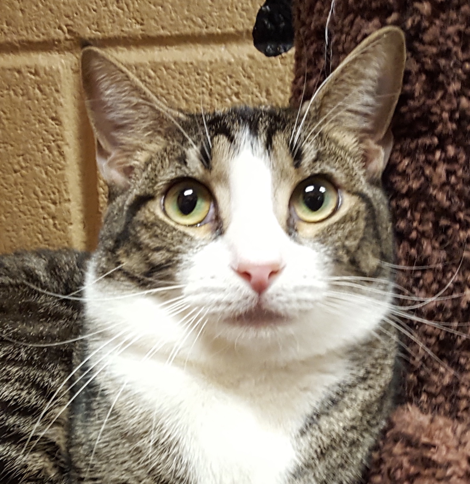 Hunter (Special Adoption fee), a Adoptable Domestic Short Hair in Smithfield, NC image 1/5