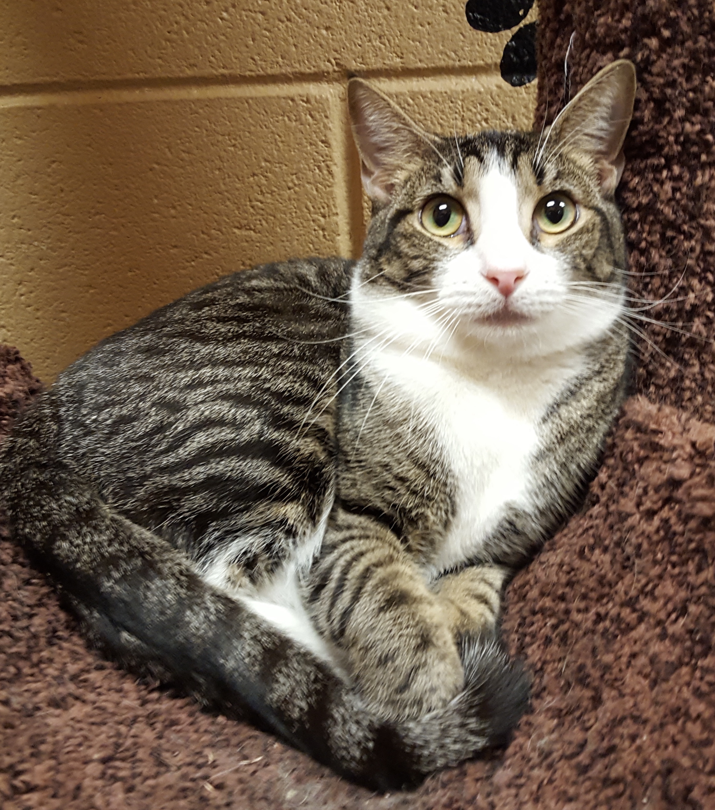 Hunter (Special Adoption fee), a Adoptable Domestic Short Hair in Smithfield, NC image 2/5
