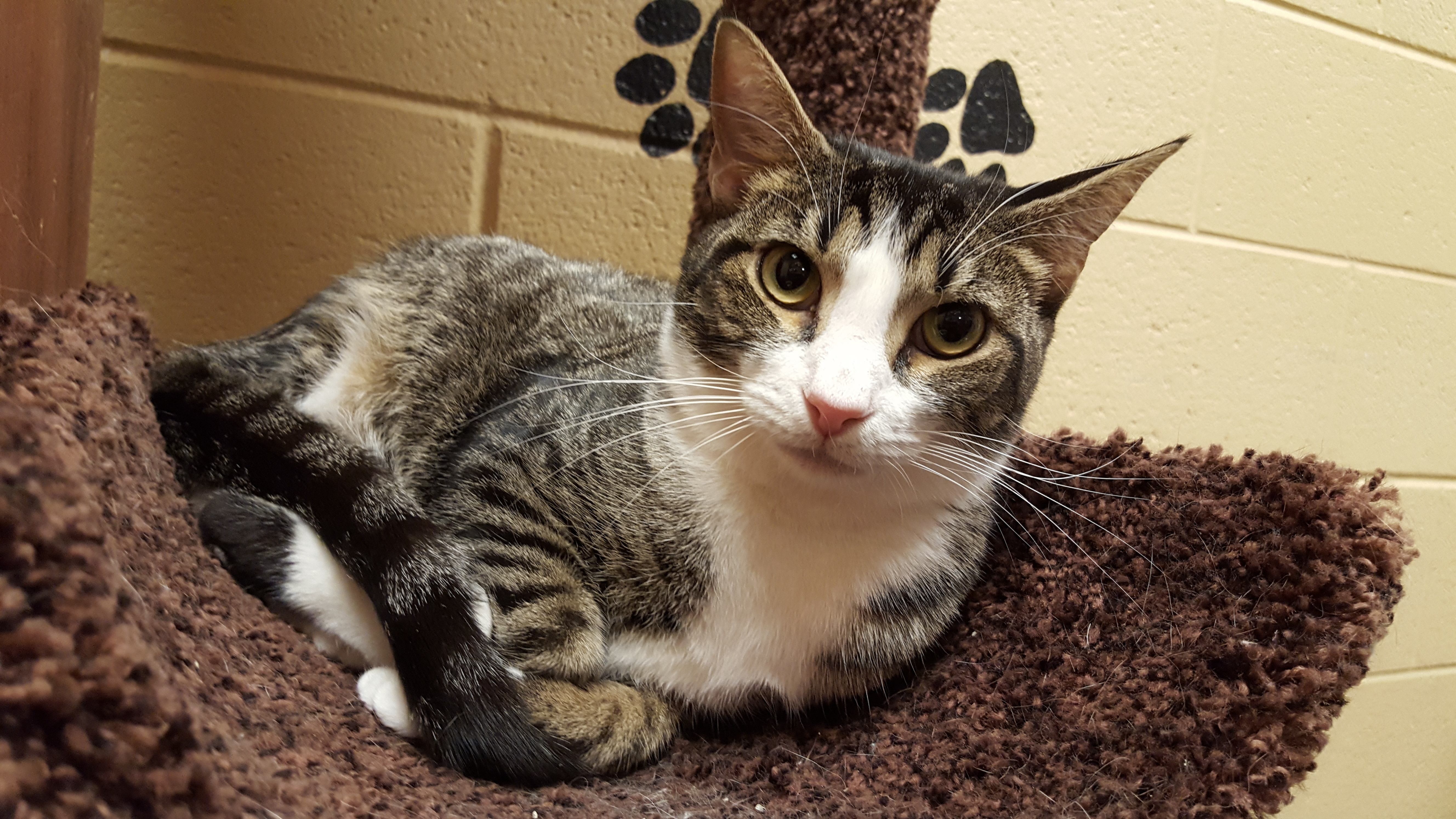 Hunter (Special Adoption fee), a Adoptable Domestic Short Hair in Smithfield, NC image 3/5