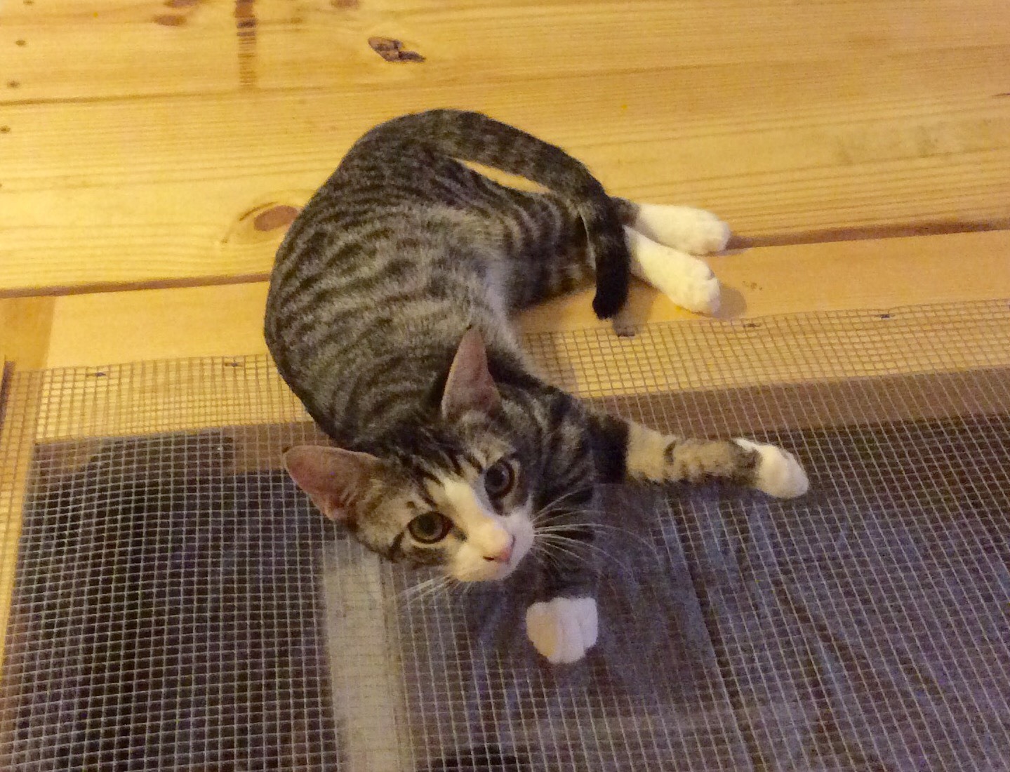 Hunter (Special Adoption fee), a Adoptable Domestic Short Hair in Smithfield, NC image 4/5