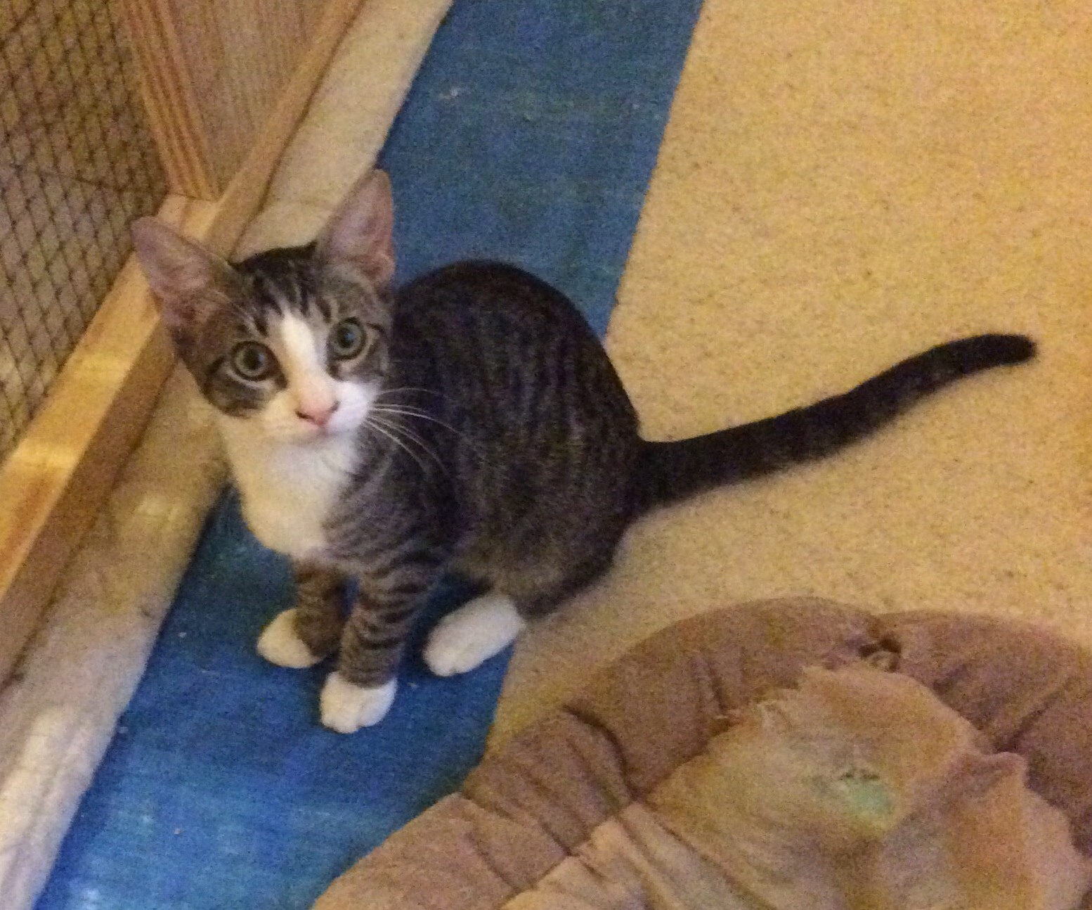 Hunter (Special Adoption fee), a Adoptable Domestic Short Hair in Smithfield, NC image 5/5