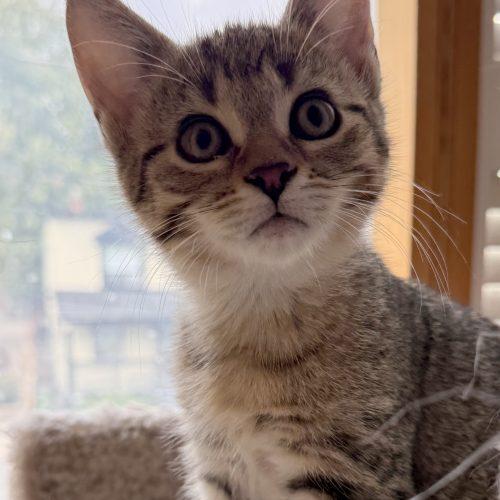Enlarge MARNIE, a Adoptable Domestic Short Hair in Toronto, ON image 1/6