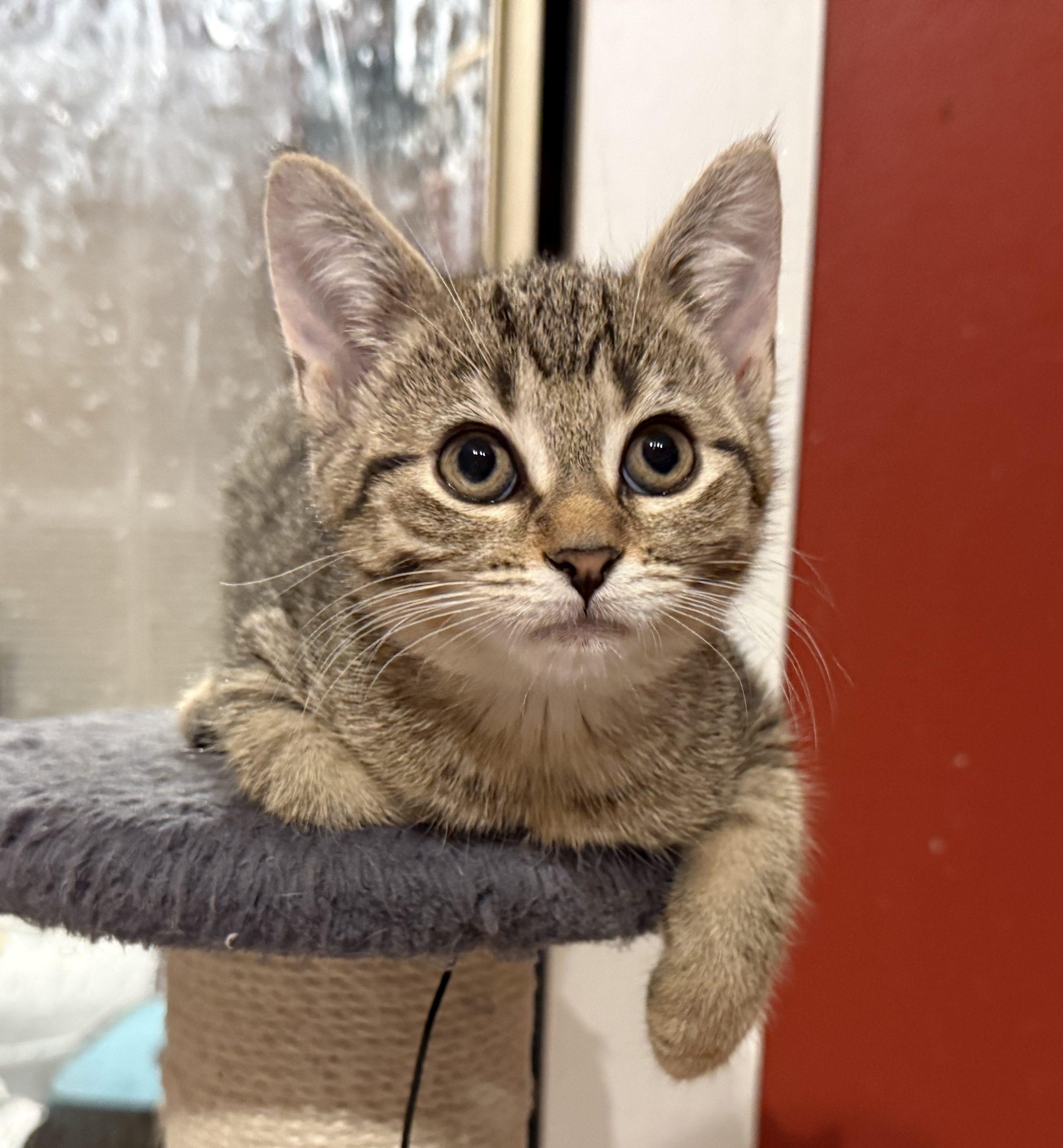 Enlarge MARNIE, a Adoptable Domestic Short Hair in Toronto, ON image 3/6