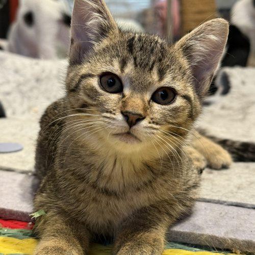 Enlarge MARNIE, a Adoptable Domestic Short Hair in Toronto, ON image 4/6