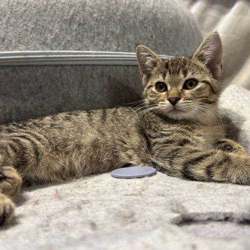 Enlarge MARNIE, a Adoptable Domestic Short Hair in Toronto, ON image 5/6