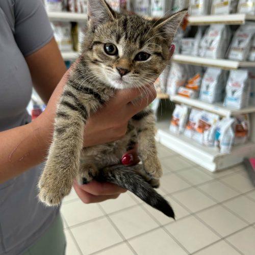 Enlarge MARNIE, a Adoptable Domestic Short Hair in Toronto, ON image 6/6