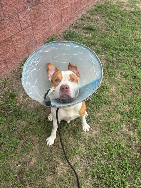 BO, Adoptable, Adult Male American Bulldog.