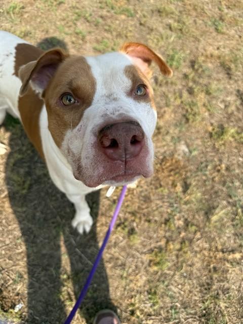 BO, Adoptable, Adult Male American Bulldog.