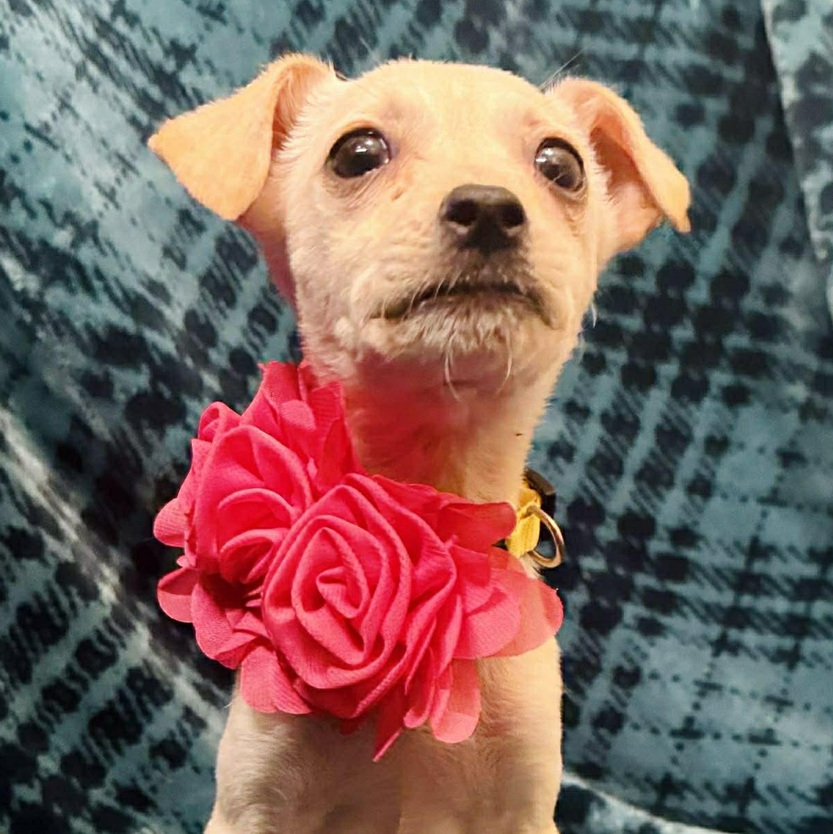 Enlarge Ivy, a ADOPTABLE mixed breed in Broad Brook, CT image 2/6