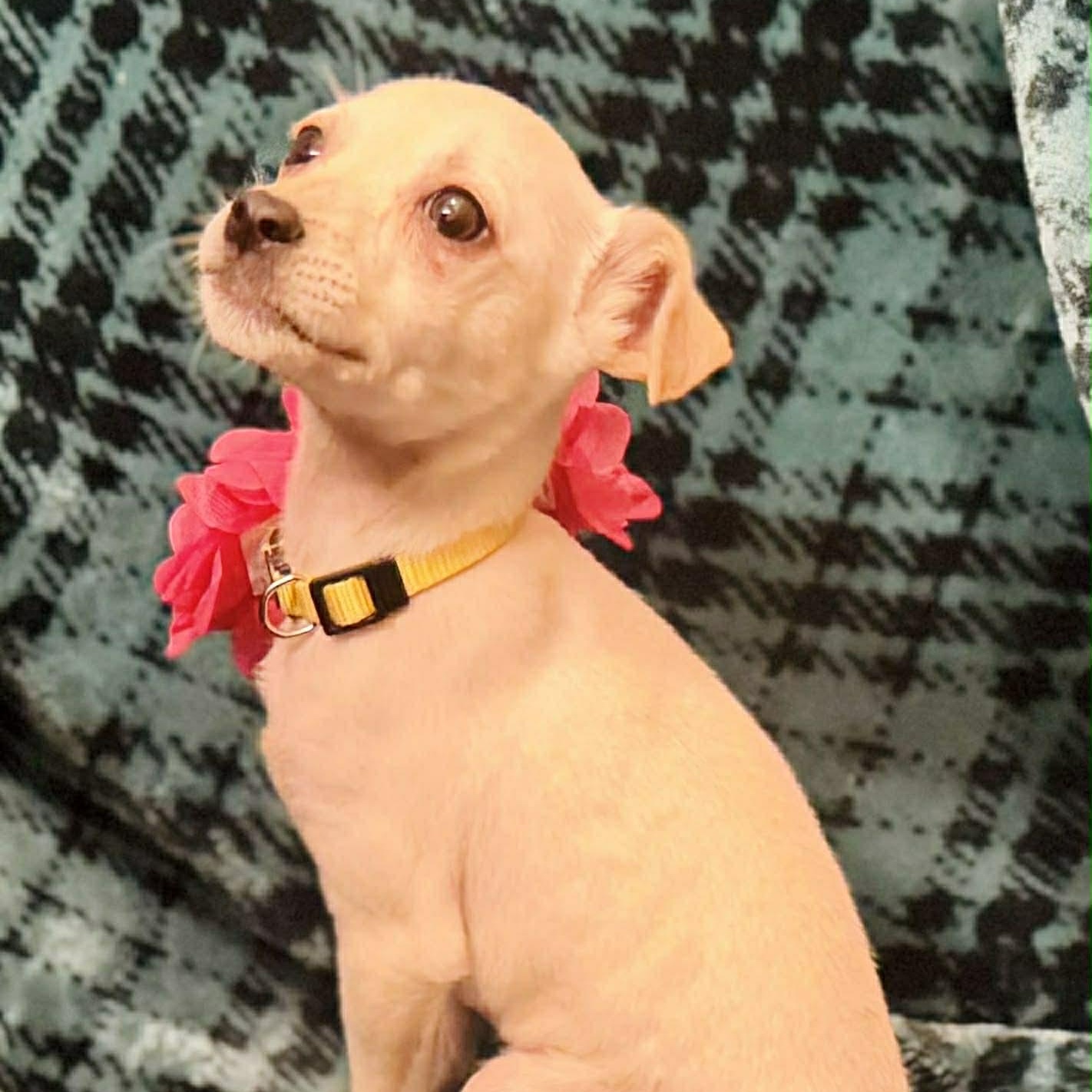 Enlarge Ivy, a ADOPTABLE mixed breed in Broad Brook, CT image 3/6