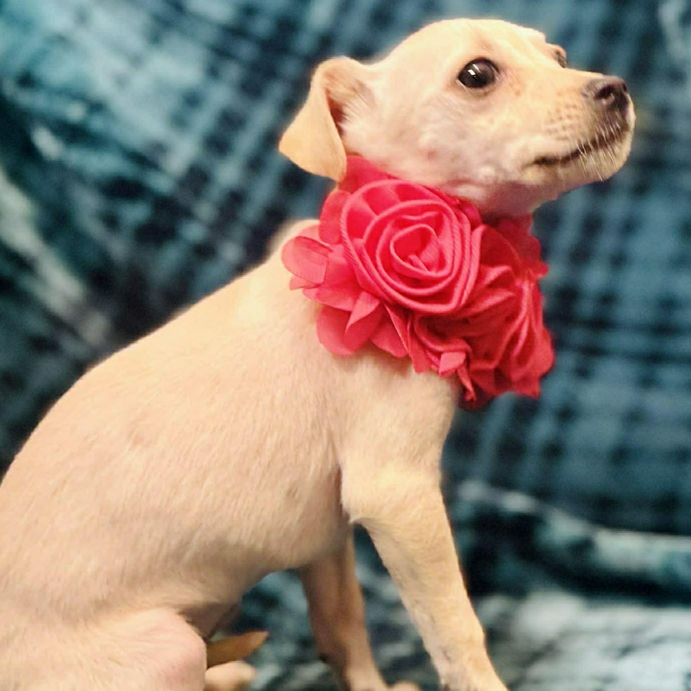 Enlarge Ivy, a ADOPTABLE mixed breed in Broad Brook, CT image 4/6