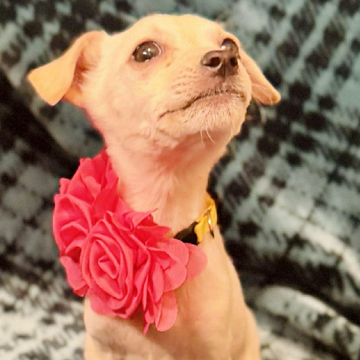 Enlarge Ivy, a ADOPTABLE mixed breed in Broad Brook, CT image 6/6