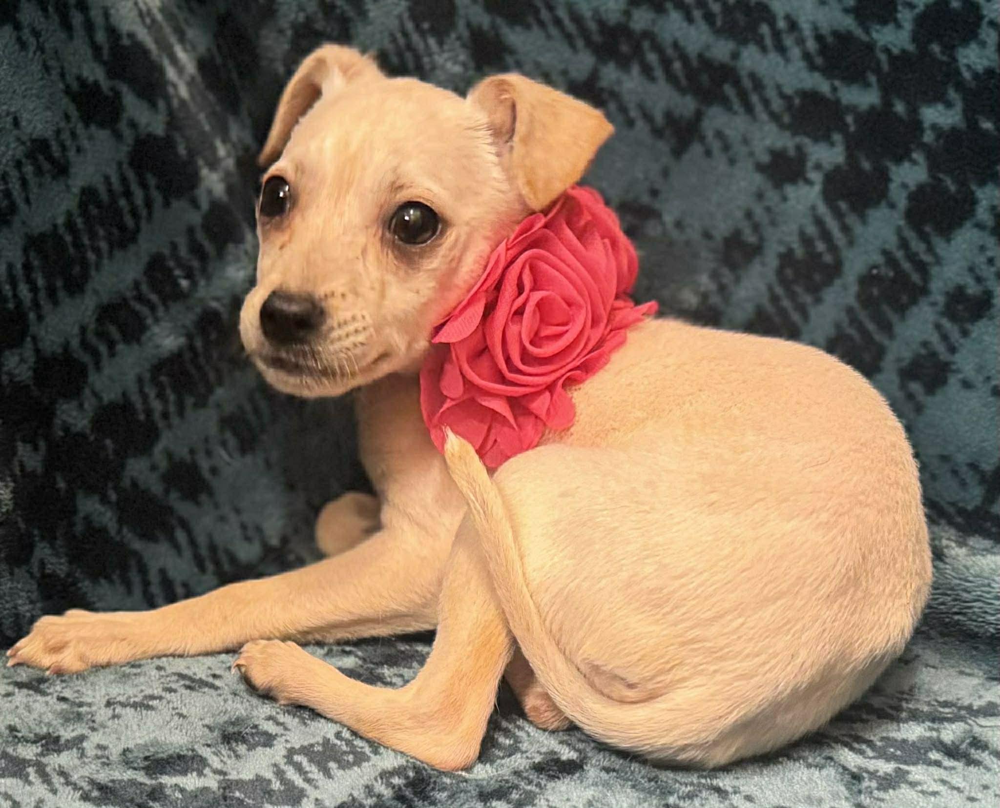 Enlarge Ivy, a ADOPTABLE mixed breed in Broad Brook, CT image 1/6