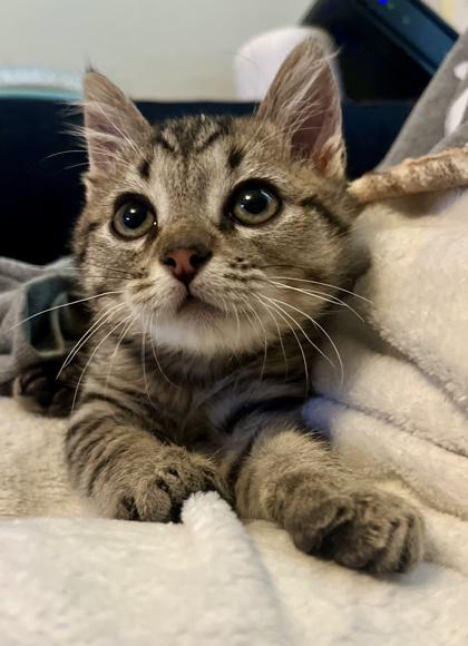 Mufasa, Adoptable, Kitten Male Domestic Short Hair & Domestic Short Hair.