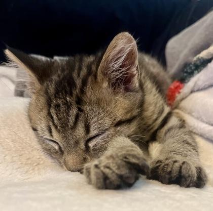 Enlarge Mufasa, a Adoptable mixed breed in San Diego, CA image 3/3