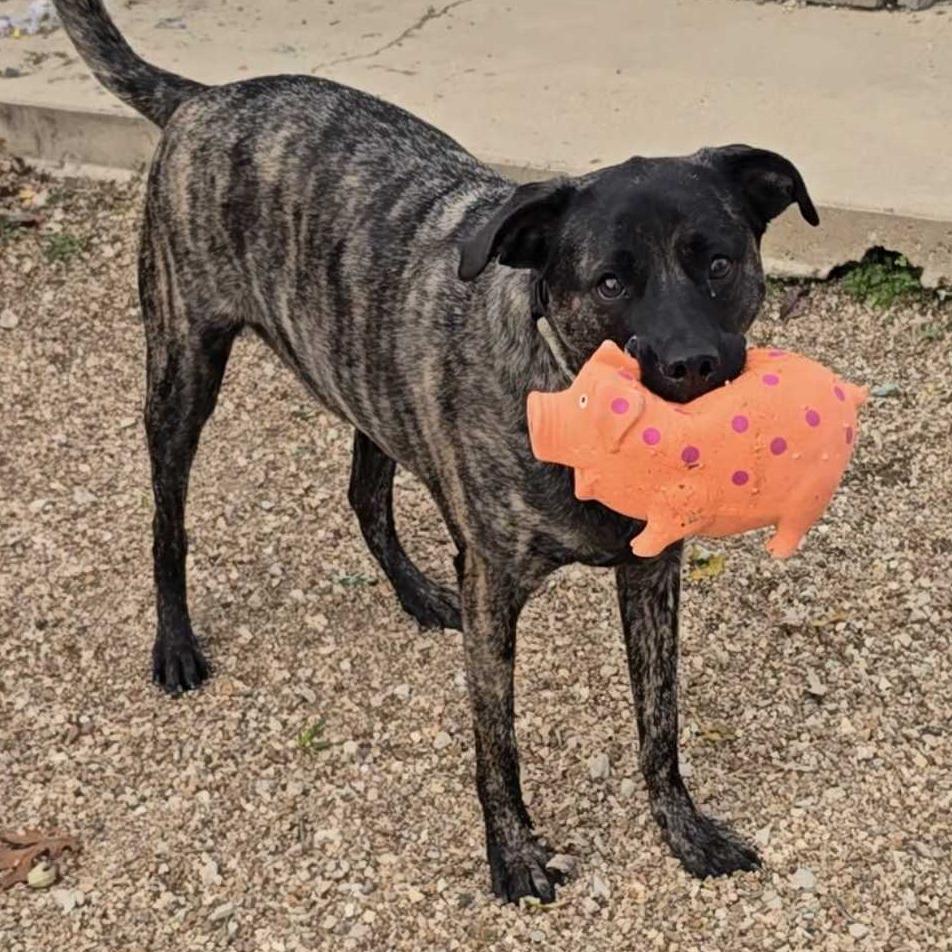 Skittles K20, Adoptable, Adult Female Mixed Breed.