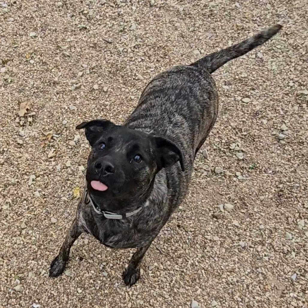 Enlarge Skittles K20, a Adoptable Mixed Breed in Union, MO image 3/4