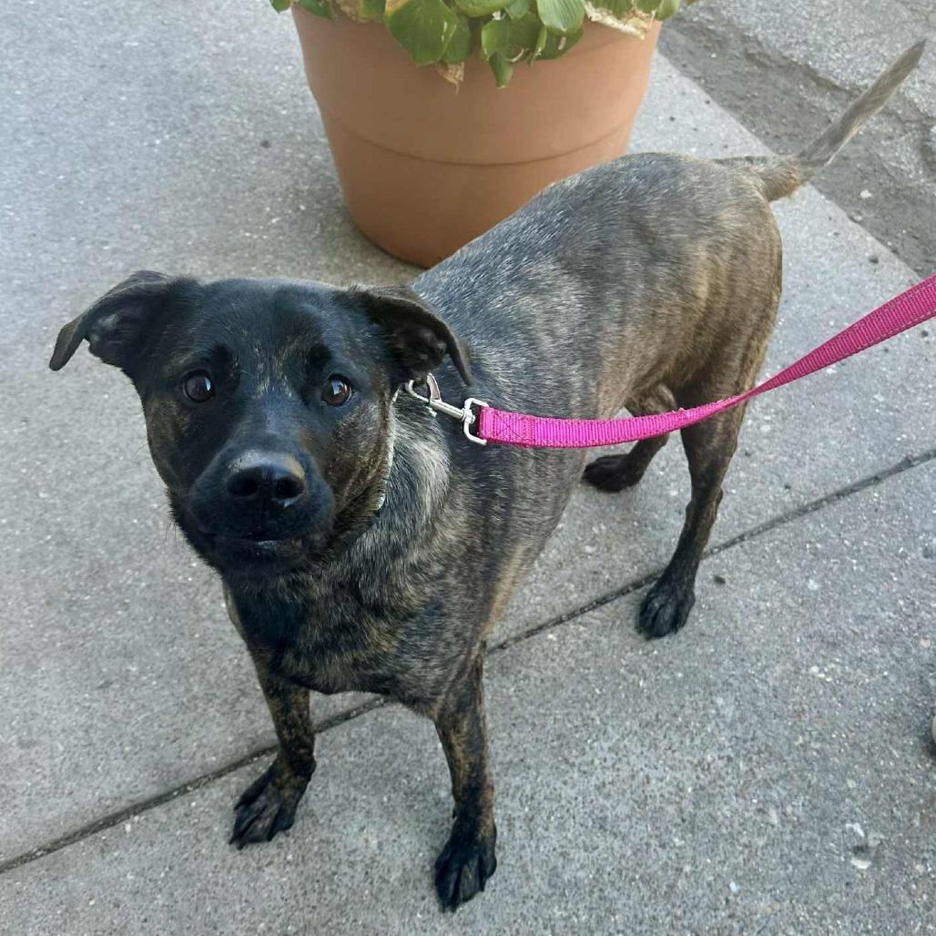 Enlarge Skittles K20, a Adoptable Mixed Breed in Union, MO image 4/4