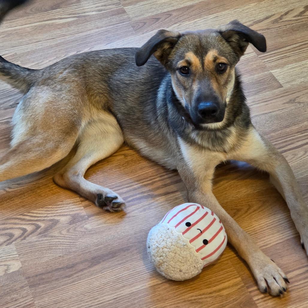 Enlarge Bear, a Adoptable Mixed Breed in Huntsville, AL image 1/6