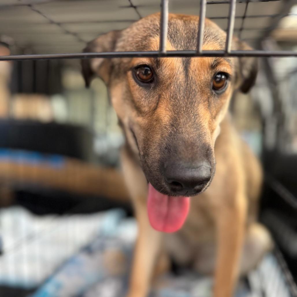 Enlarge Bear, a Adoptable Mixed Breed in Huntsville, AL image 2/6