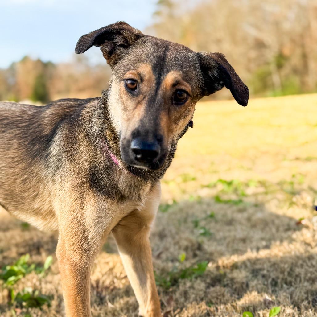 Enlarge Bear, a Adoptable Mixed Breed in Huntsville, AL image 3/6