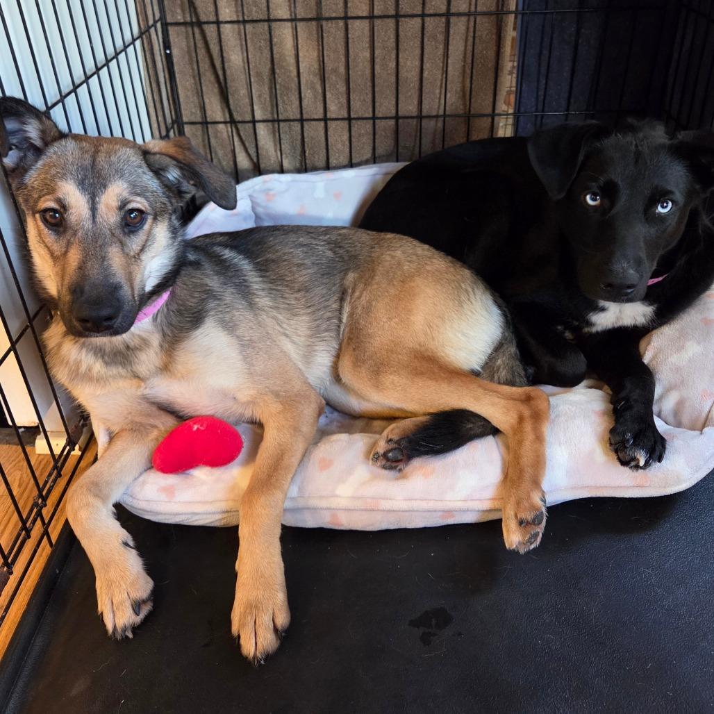 Enlarge Bear, a Adoptable Mixed Breed in Huntsville, AL image 5/6