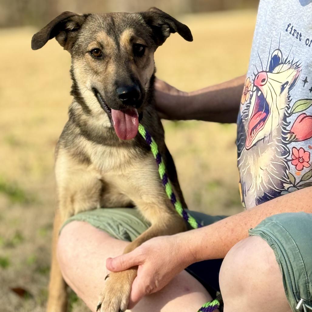 Enlarge Bear, a Adoptable Mixed Breed in Huntsville, AL image 6/6