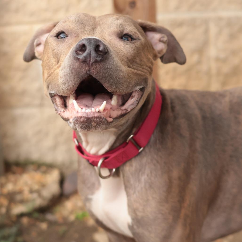 Bubba, Adoptable, Adult Male Mixed Breed.
