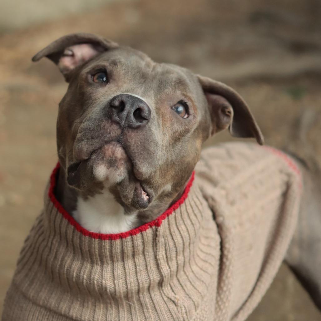 Bubba — thumbnail 3