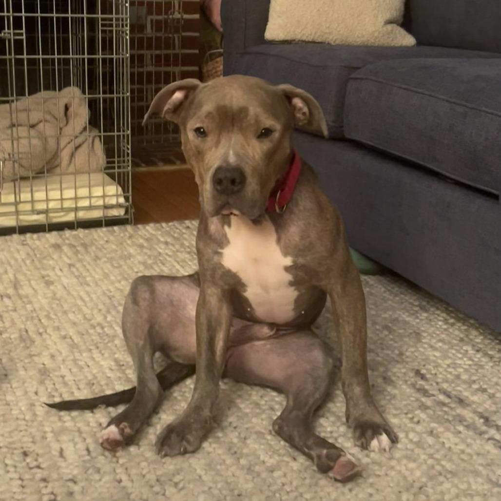 Enlarge Bubba, a Adoptable Mixed Breed in Philadelphia, PA image 2/5