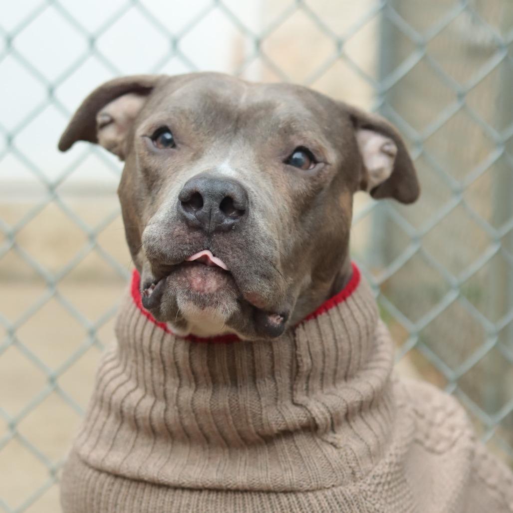 Enlarge Bubba, a Adoptable Mixed Breed in Philadelphia, PA image 1/6