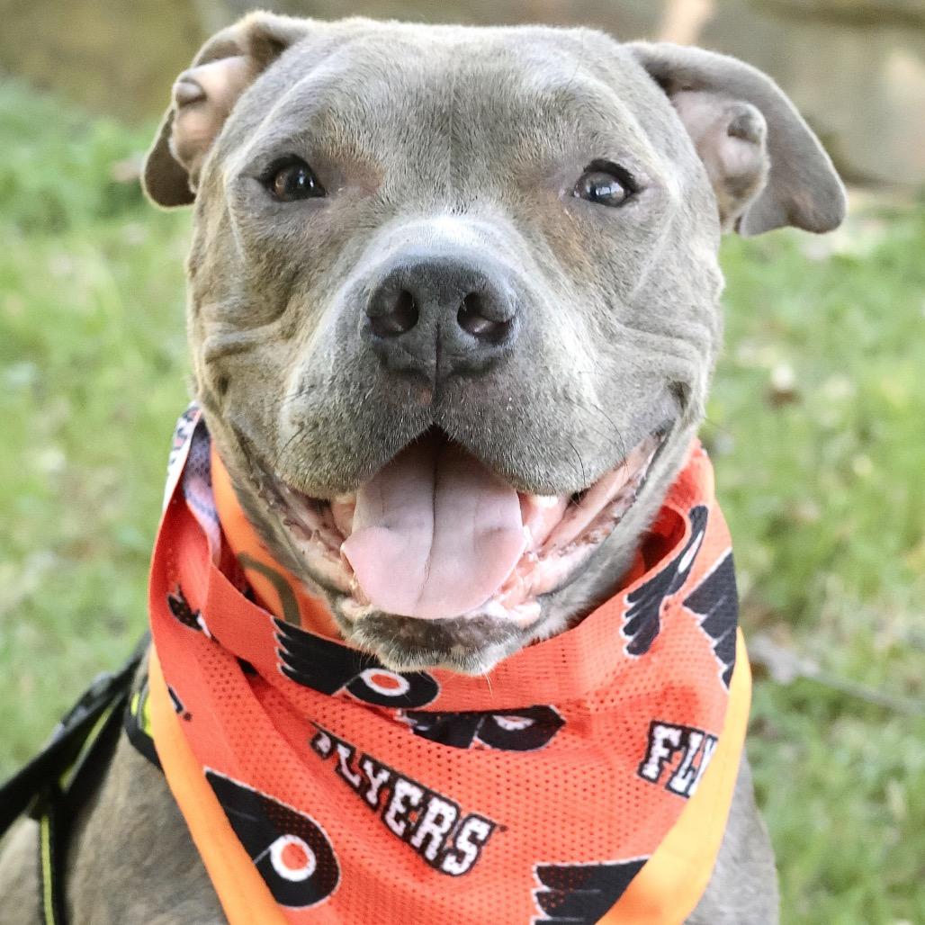 Enlarge Bubba, a Adoptable Mixed Breed in Philadelphia, PA image 2/6