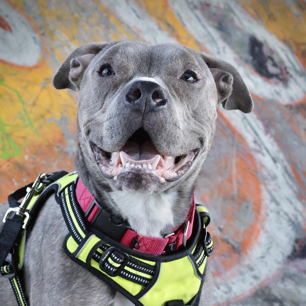 Enlarge Bubba, a Adoptable Mixed Breed in Philadelphia, PA image 3/6