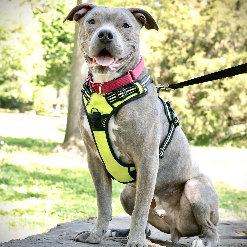 Enlarge Bubba, a Adoptable Mixed Breed in Philadelphia, PA image 4/6