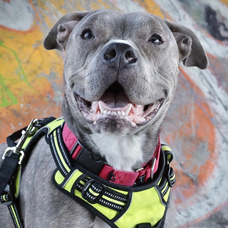 Enlarge Bubba, a Adoptable Mixed Breed in Philadelphia, PA image 5/5