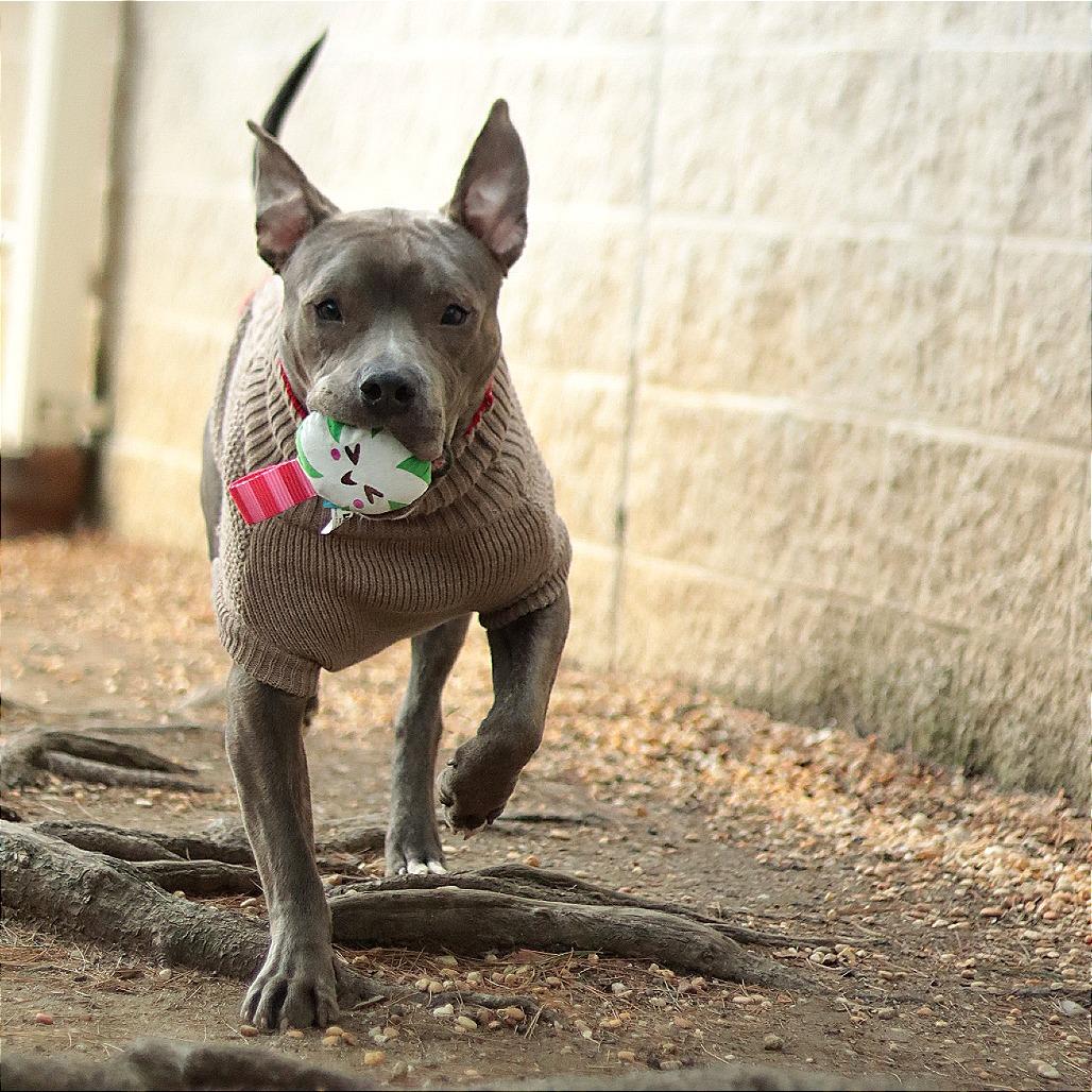 Enlarge Bubba, a Adoptable Mixed Breed in Philadelphia, PA image 5/6