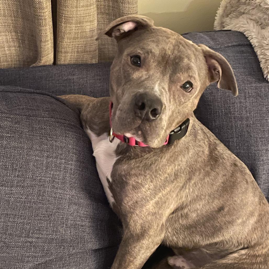 Enlarge Bubba, a Adoptable Mixed Breed in Philadelphia, PA image 6/6