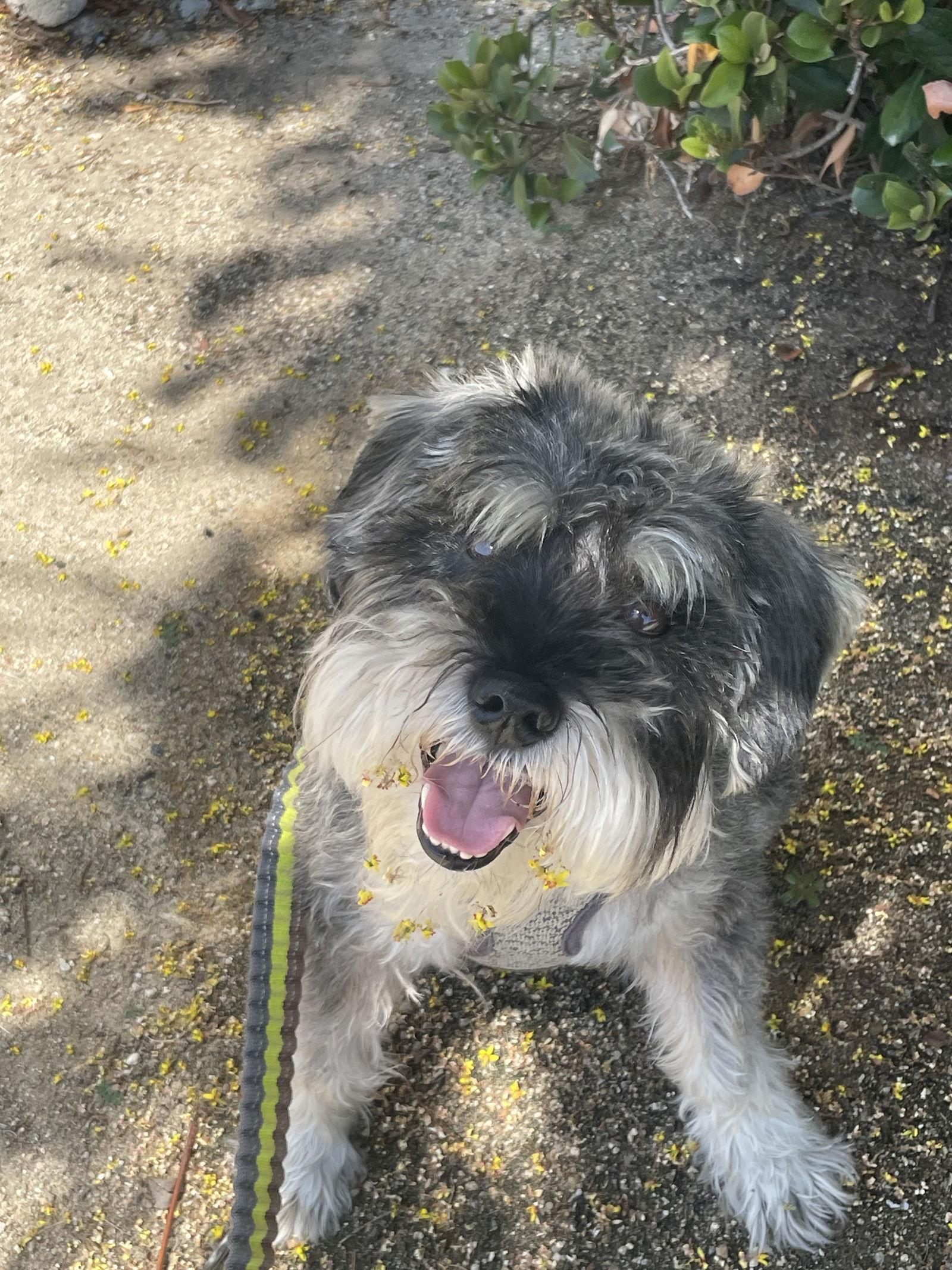 OAKLEY (SRC3215) ADOPTED, Adopted, Adult Male Schnauzer & Schnauzer.
