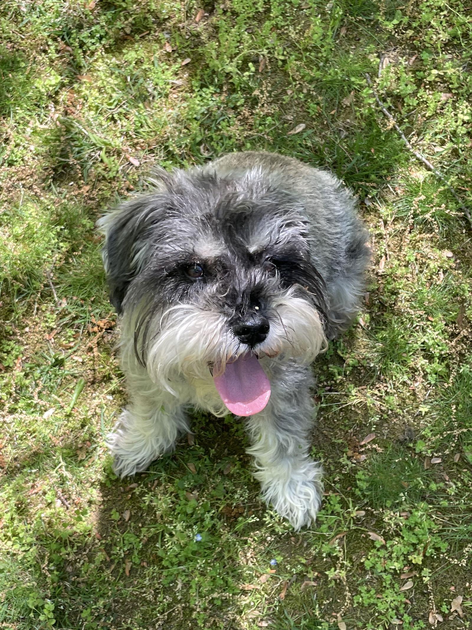 Enlarge OAKLEY (SRC3215) ADOPTED, a Adopted mixed breed in Lenoir, NC image 2/3