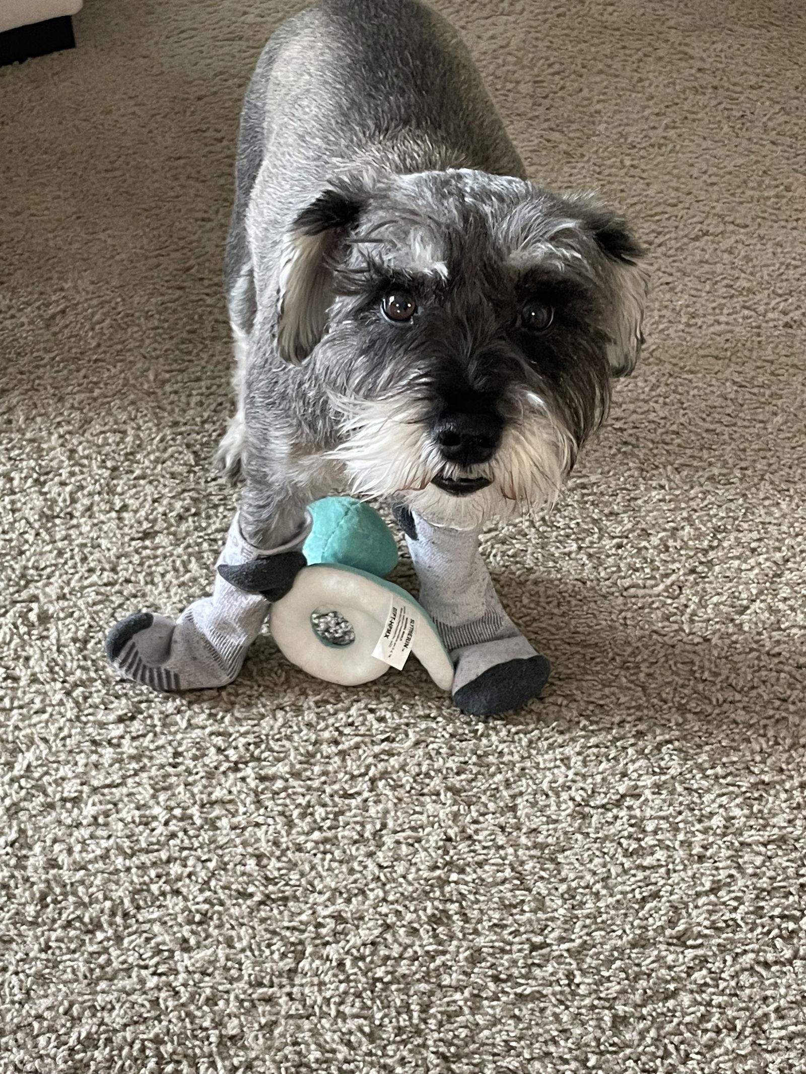 Enlarge OAKLEY (SRC3215) ADOPTED, a Adopted mixed breed in Lenoir, NC image 3/3