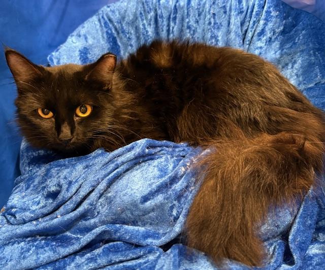 Enlarge Stormy, a ADOPTABLE Maine Coon in Gainesville, FL image 1/4